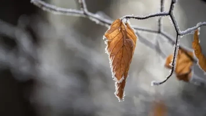 В Узбекистане ожидаются холодные и снежные выходные