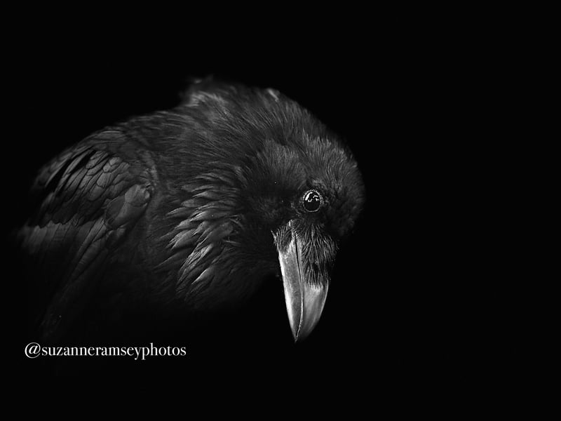 Raven Portrait I
