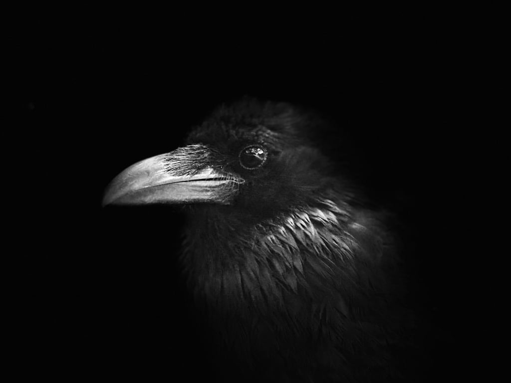 Raven VI by Suzanne Ramsey