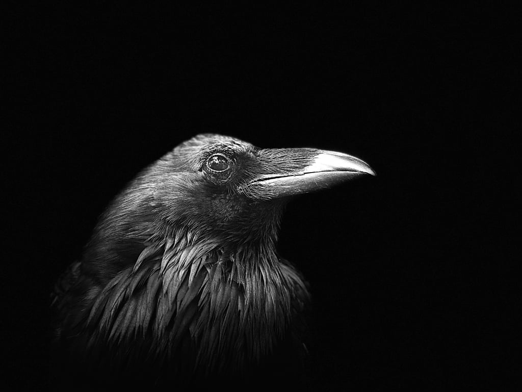Raven III by Suzanne Ramsey