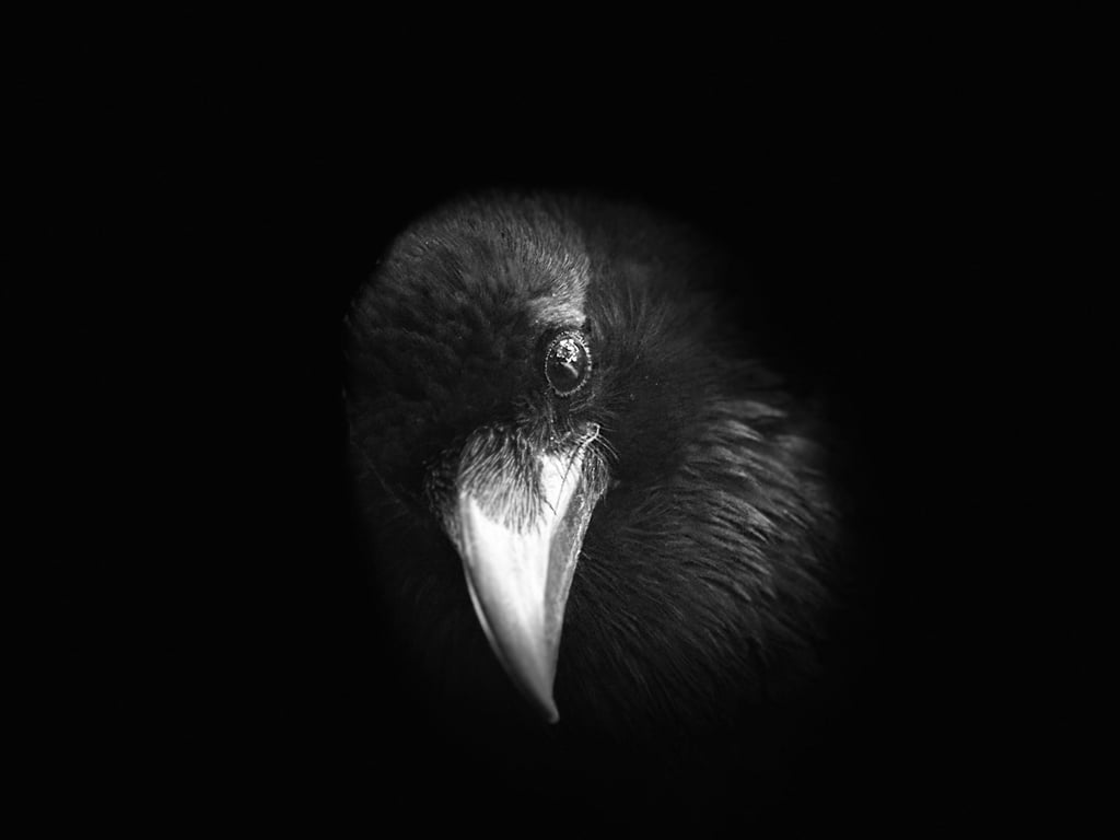 Raven V by Suzanne Ramsey