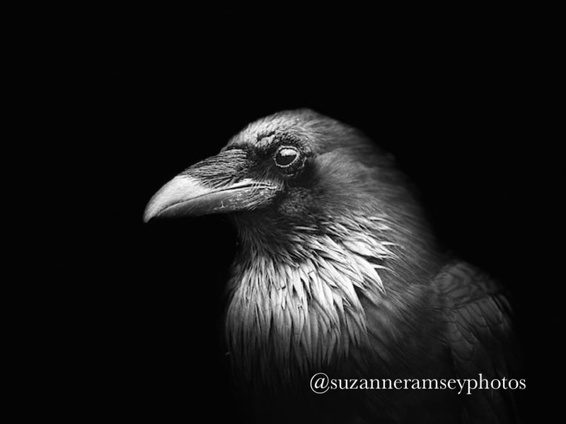 Raven Portrait II