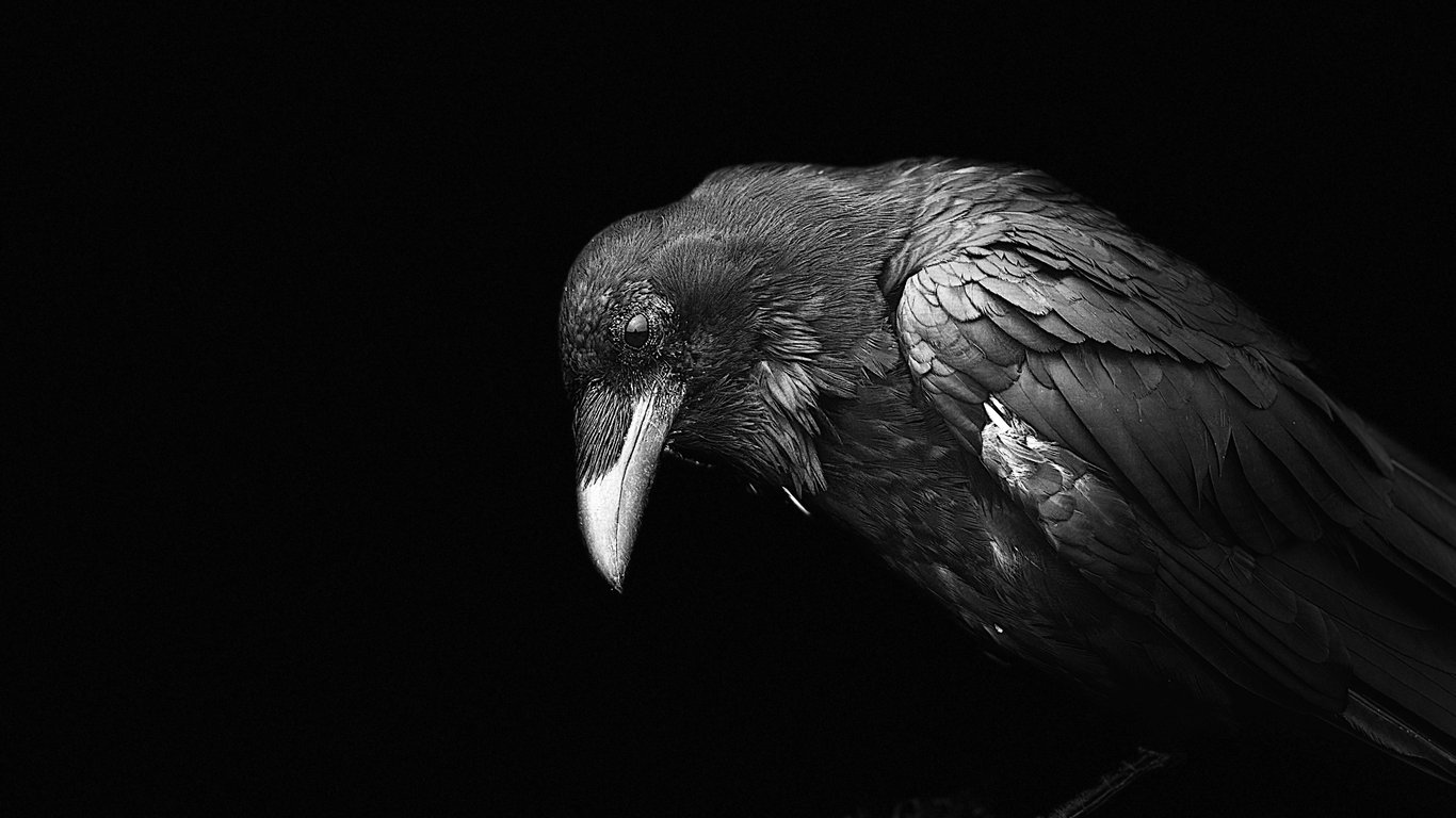 Raven VII by Suzanne Ramsey