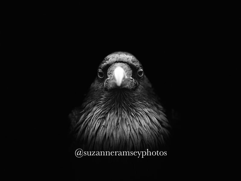 Raven Portrait III
