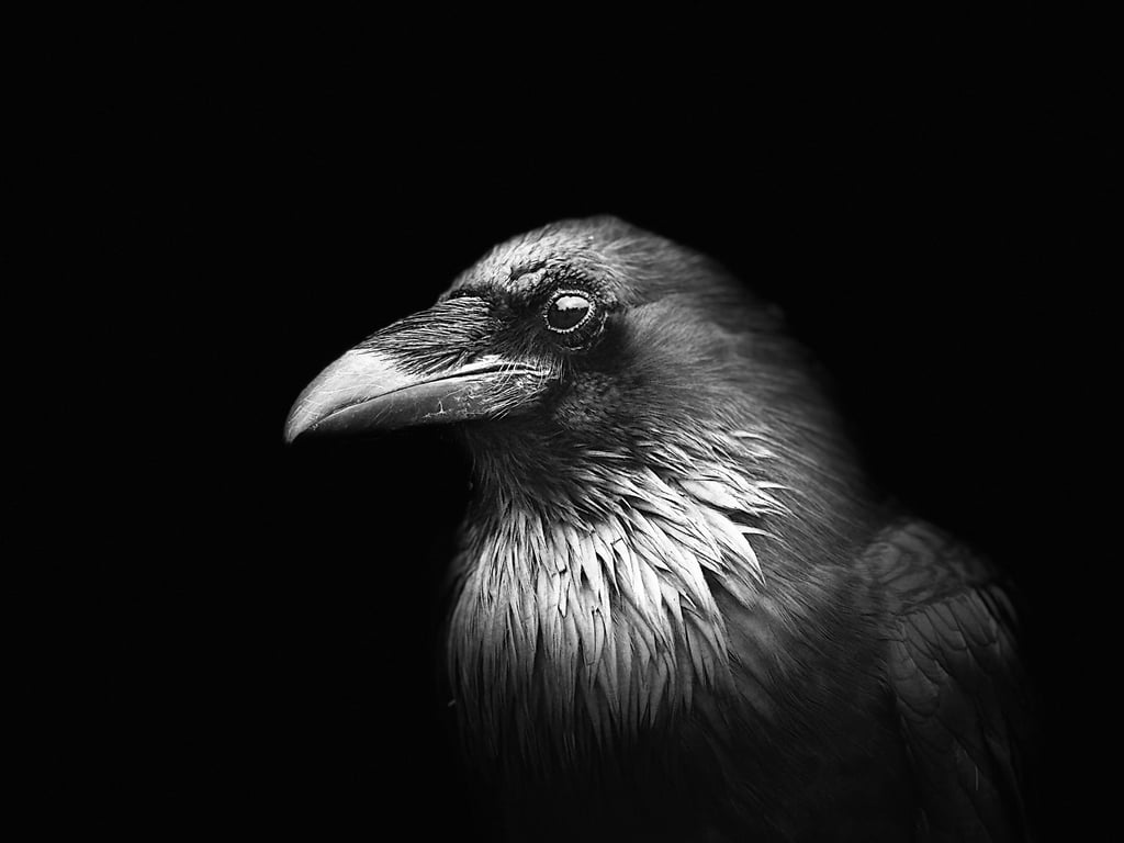 Raven I by Suzanne Ramsey
