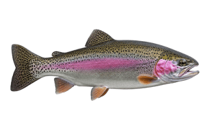 Utah Fish Stocking Report 2026 | Recent DWR Stocking & Where to Fish
