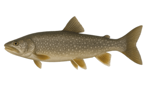 Utah Stocked Fish | Real-Time Fishing Reports & Species Guide 2025