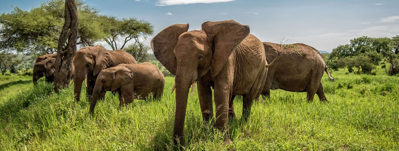 20-Day Northern & Southern Tanzania Grand Safari — 5