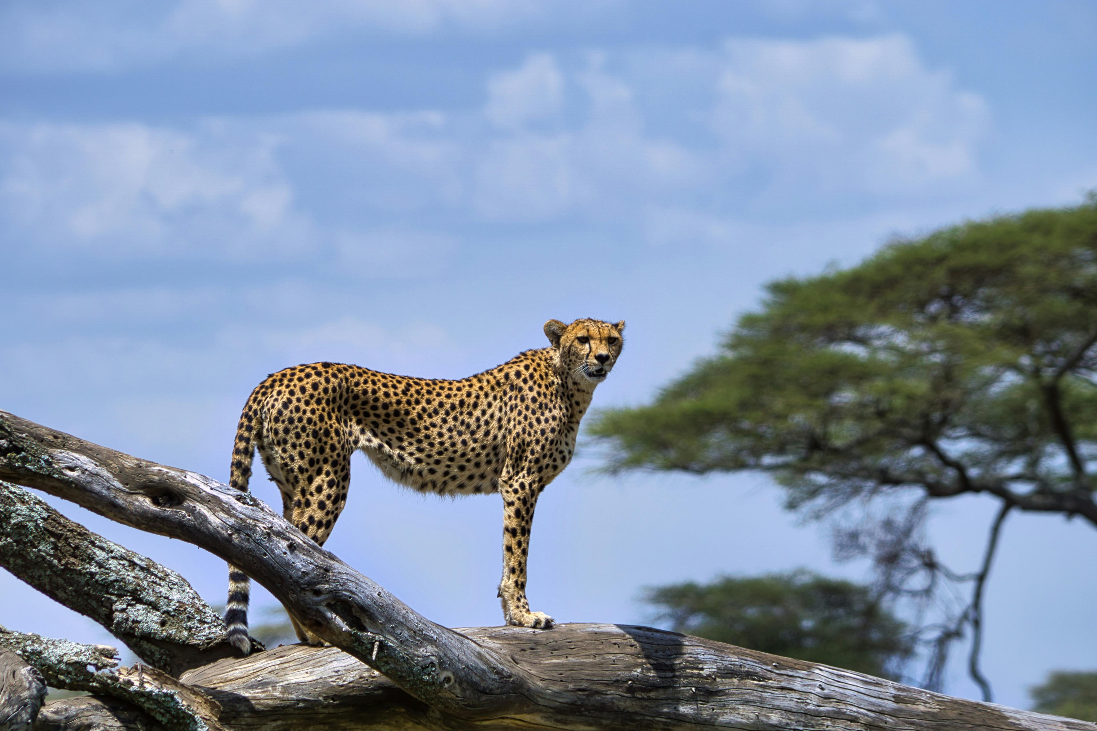 Calving Season on the Ndutu Plains