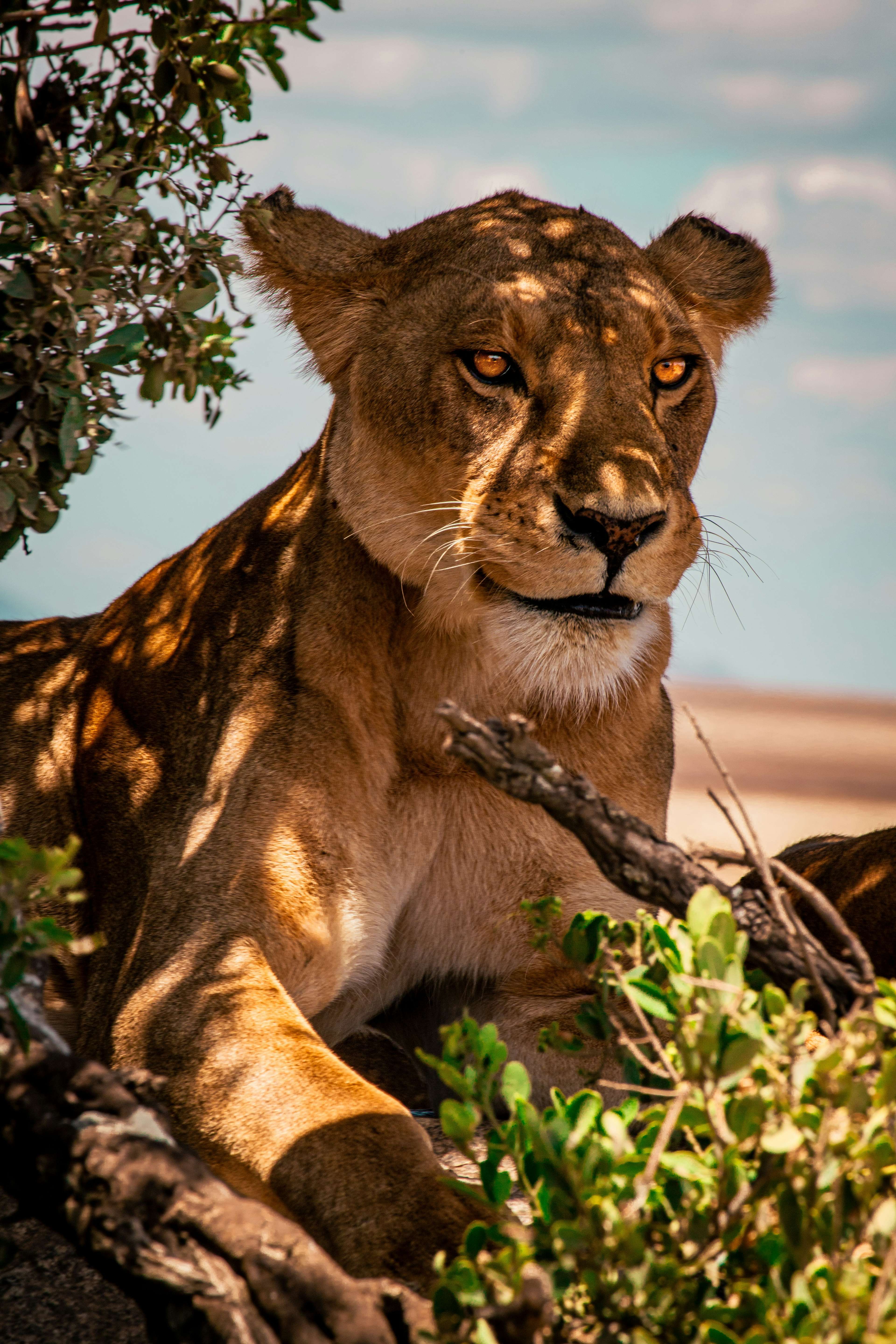 Lion resting on the Serengeti plains