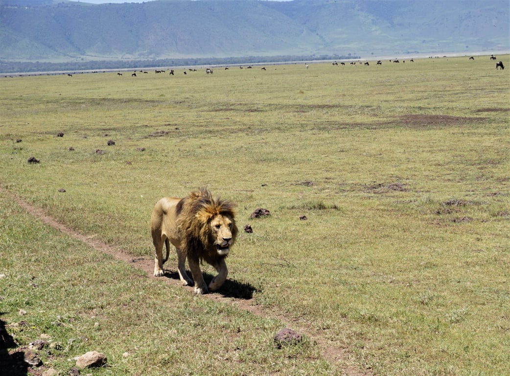 20-Day Northern & Southern Tanzania Grand Safari — 4