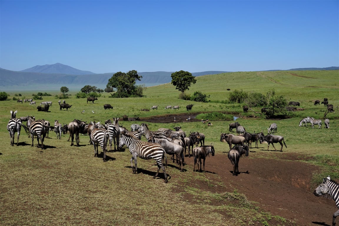 20-Day Northern & Southern Tanzania Grand Safari — 2