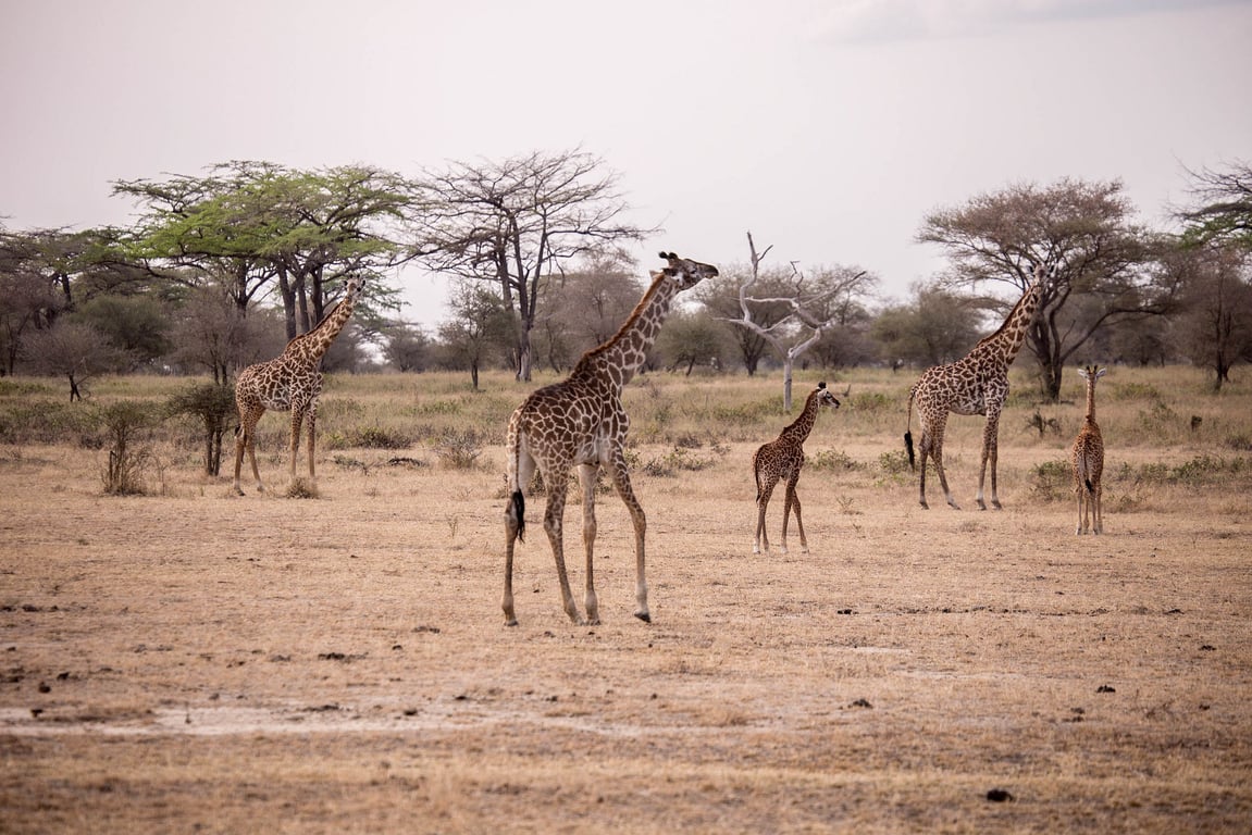 20-Day Northern & Southern Tanzania Grand Safari — 3