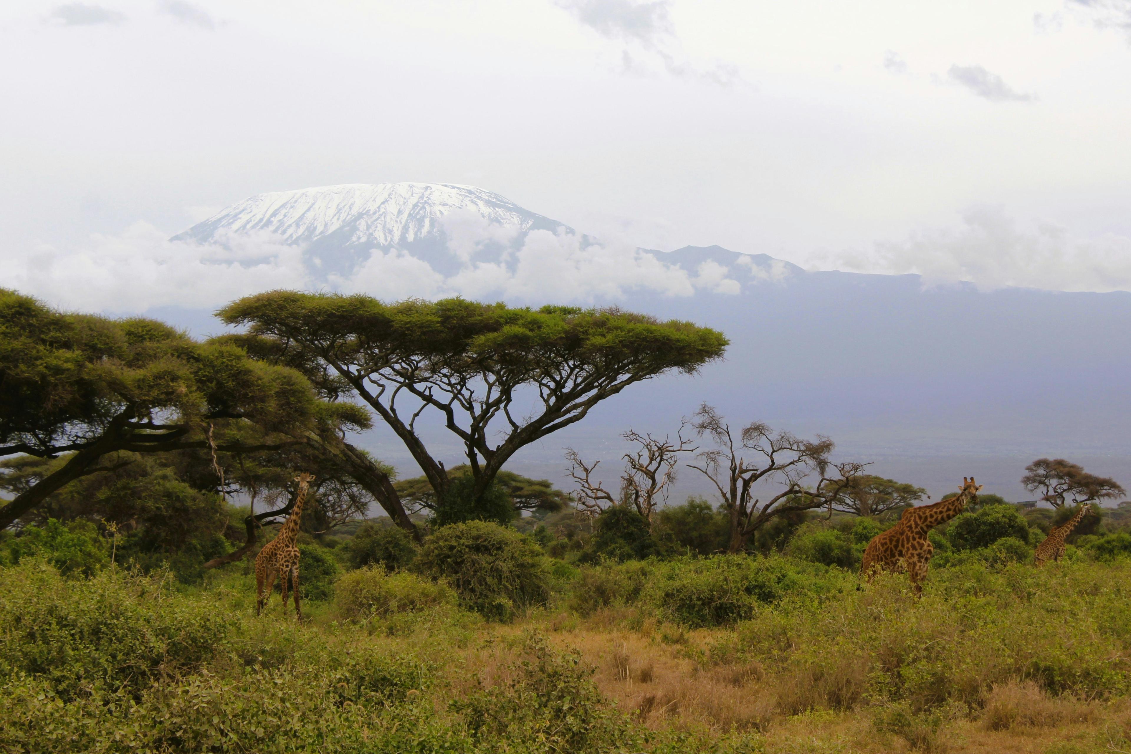 Kilimanjaro Marathon