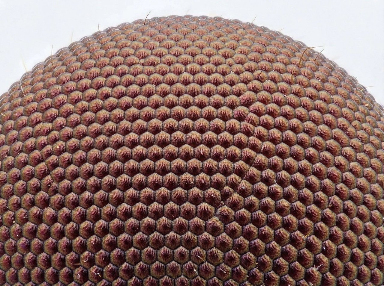 Microscopic View of a Subject - AI generated image using Nano Banana Pro prompt