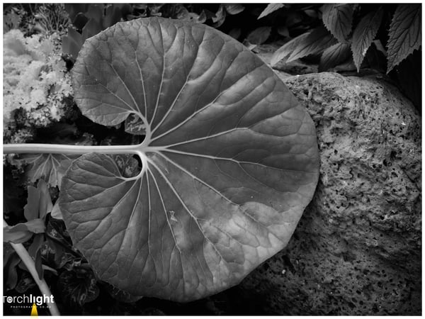 Black and white, photo 26