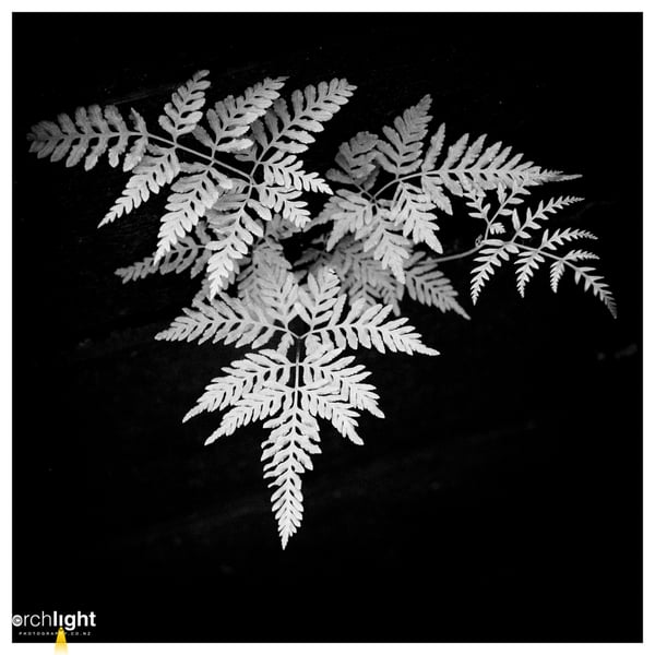 Black and white, photo 12