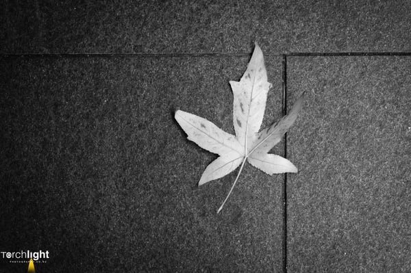 Black and white, photo 25