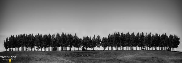 Black and white, photo 36