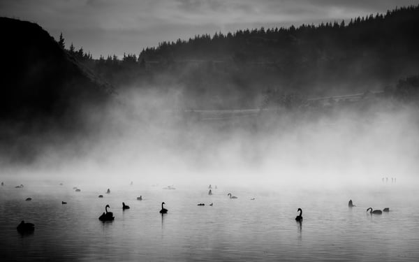 Swans in the mist
