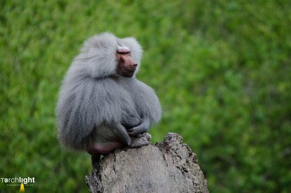 Animals, photo 8