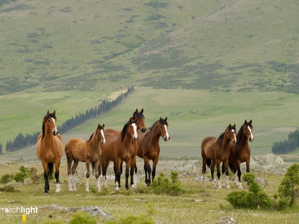 Animals, photo 2