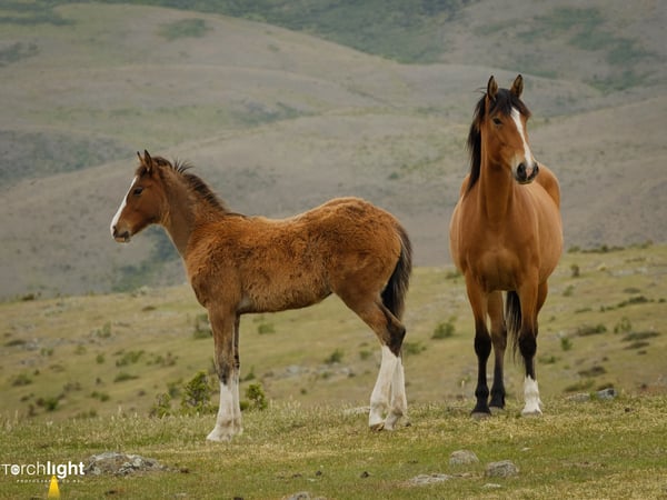 Animals, photo 1