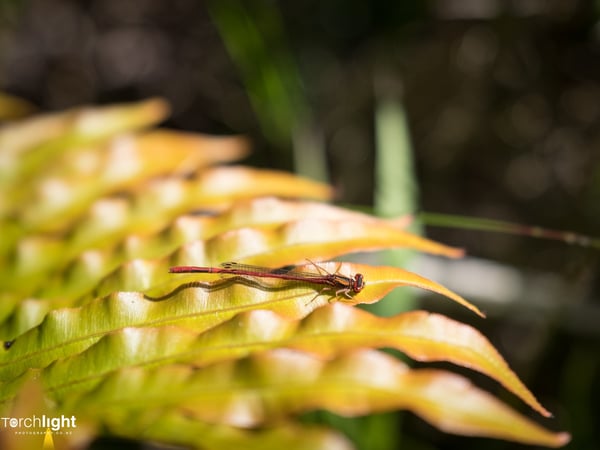 Animals, photo 3