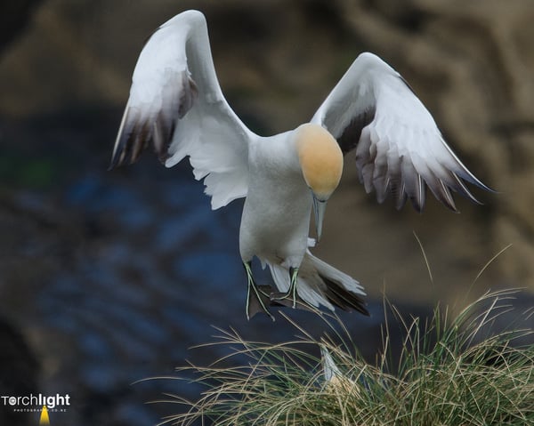 Animals, photo 7