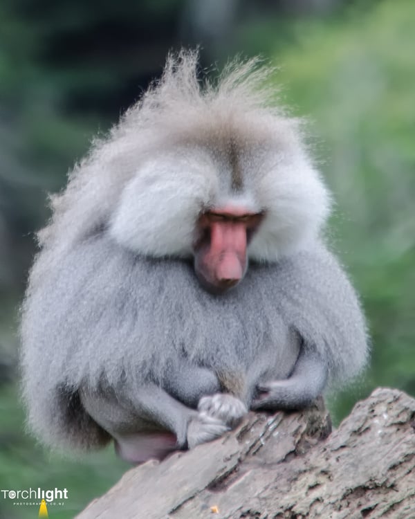Animals, photo 4