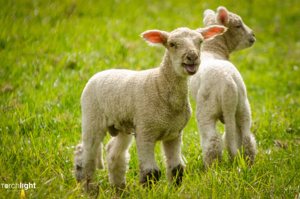 Animals, photo 9