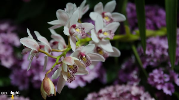 Flowers, photo 8