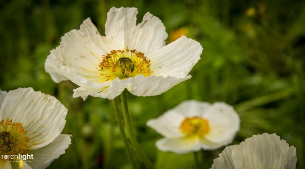 Flowers, photo 7