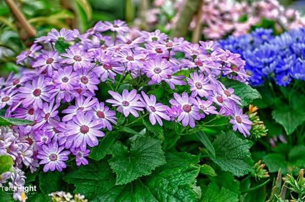 Flowers, photo 9