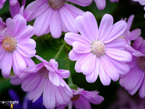 Flowers, photo 2