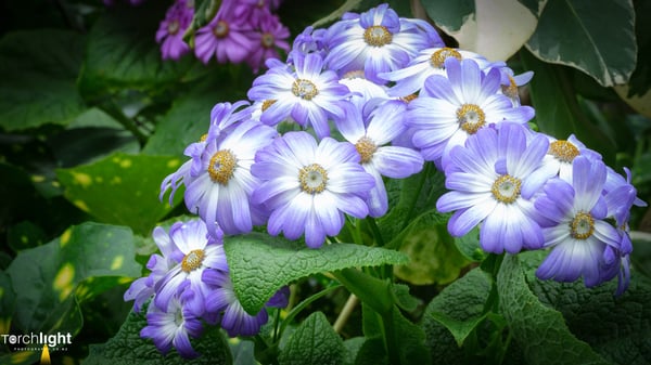 Flowers, photo 6