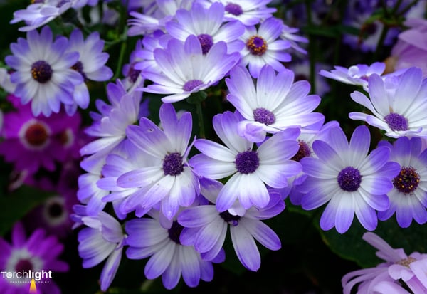 Flowers, photo 3