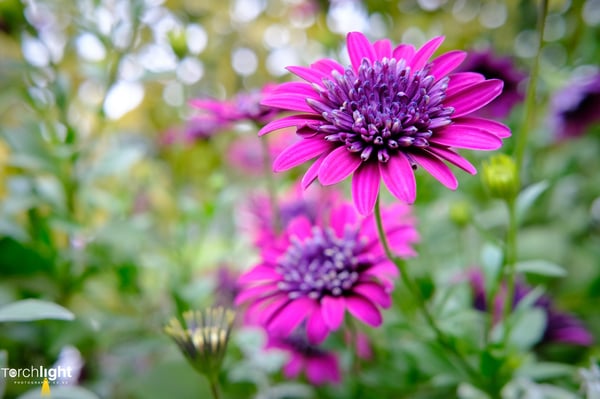 Flowers, photo 4