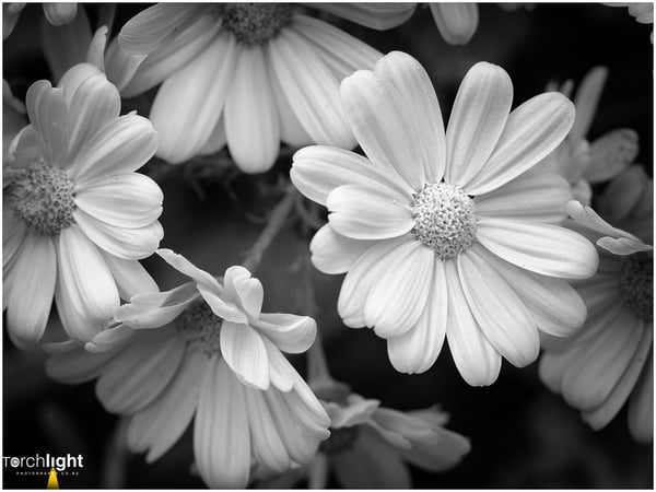 Flowers, photo 1