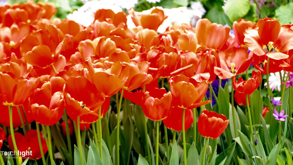 Flowers, photo 10
