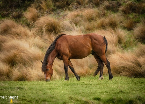 Kaimanawa Horses, photo 15
