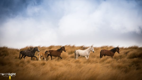 Kaimanawa Horses, photo 22