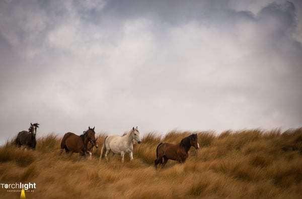 Kaimanawa Horses, photo 20