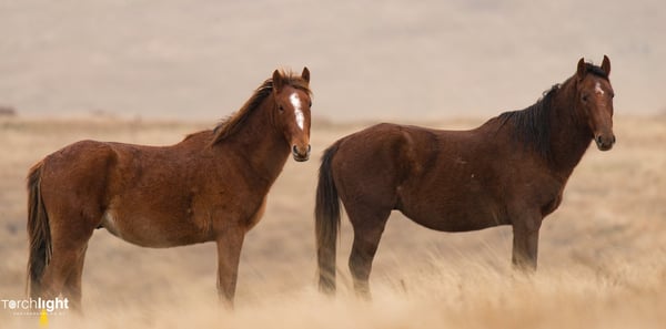 Kaimanawa Horses, photo 7
