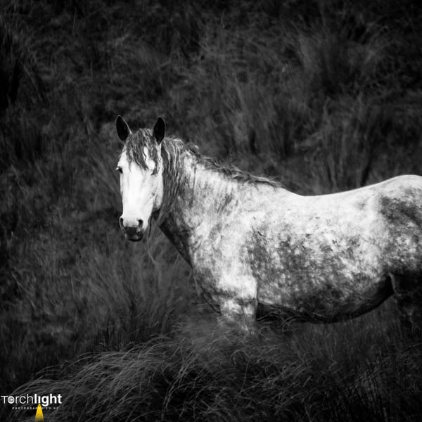 Kaimanawa Horses, photo 24