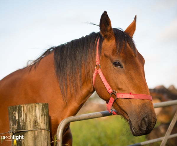 Kaimanawa Horses, photo 17