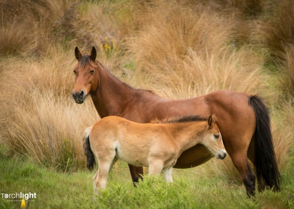 Kaimanawa Horses, photo 26