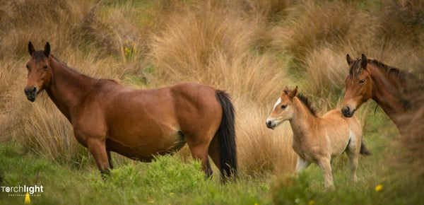 Kaimanawa Horses, photo 27
