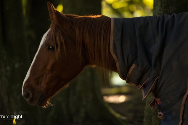 Kaimanawa Horses, photo 2