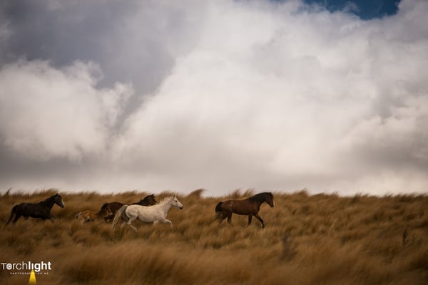 Kaimanawa Horses, photo 23
